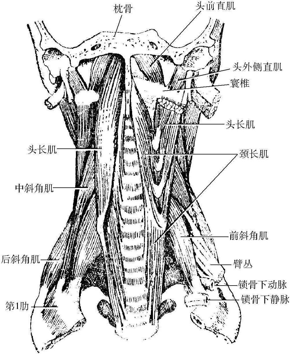 五、橫突孔和椎動(dòng)脈